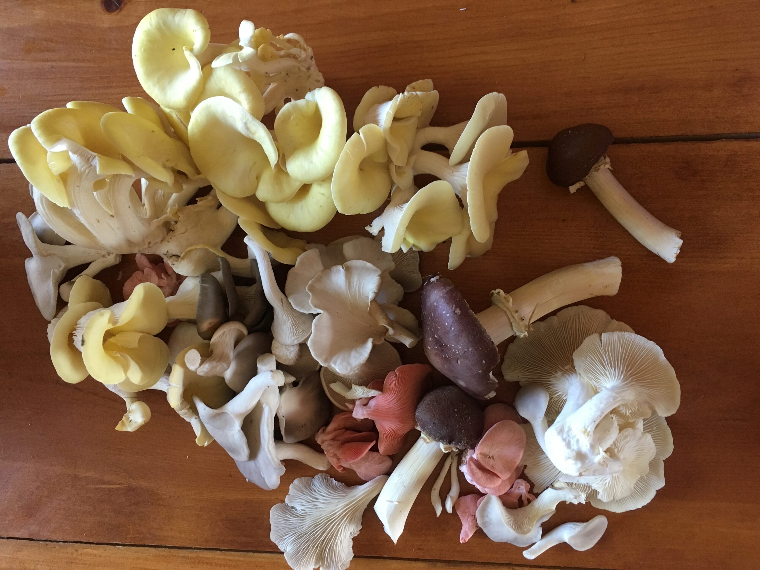 various mushrooms on a table