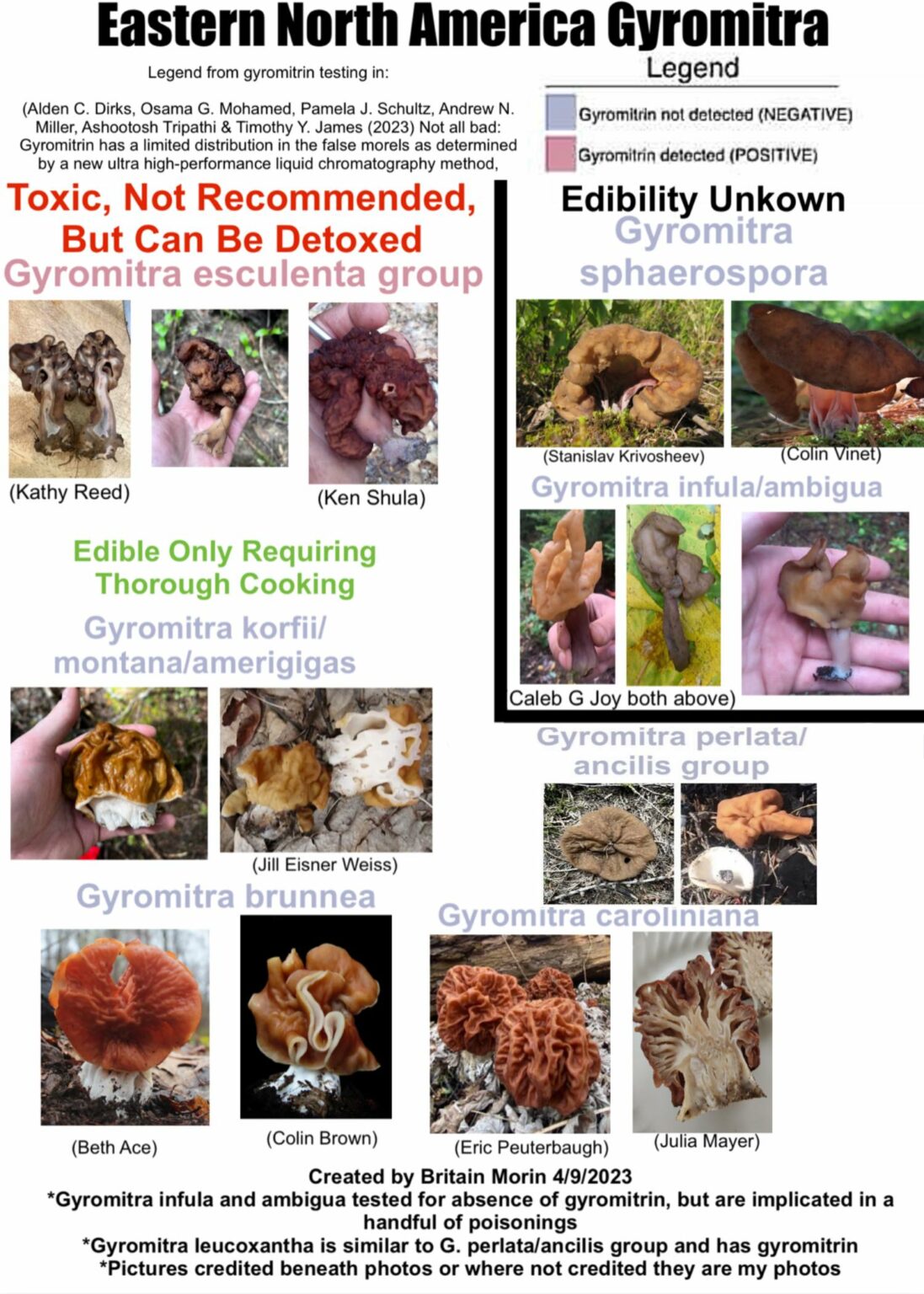 Morels Of North America Western Montana Mycological Association 6479