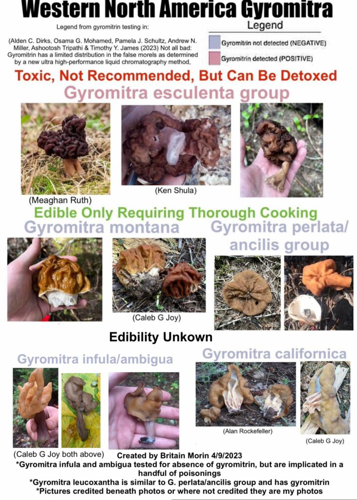 Names and images of Gyromitra species found in Western North America