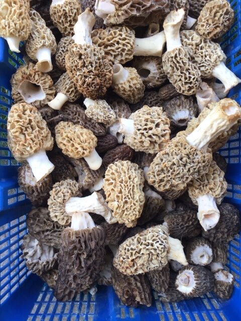 Morel mushrooms in a basket.