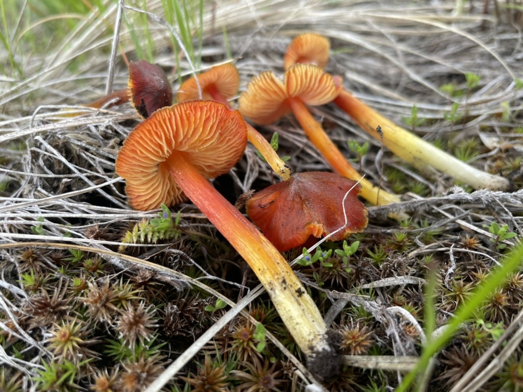 orange waxy cap mushrooms