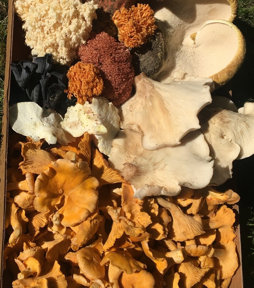 a basket full of various wild mushrooms